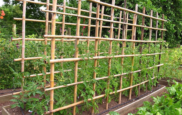 Καλάμια Μπαμπού Φυτωρίου Δέμα